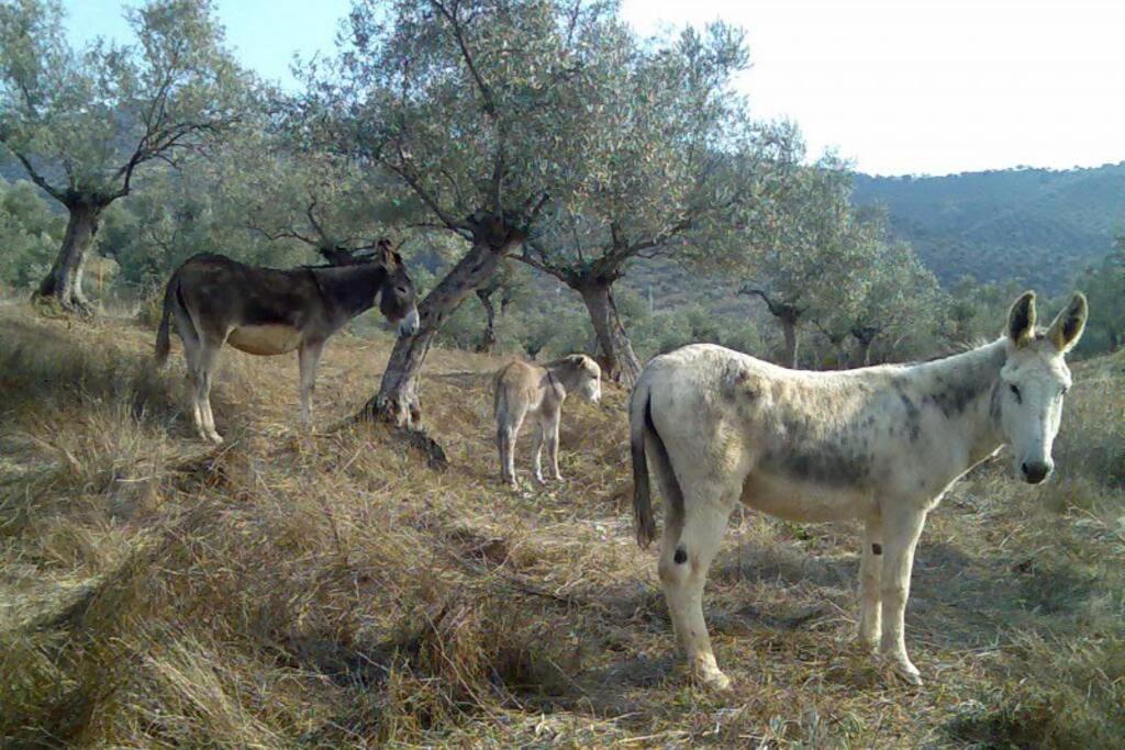 Cortijo "Era Grande 2" Villa Cordoba Dış mekan fotoğraf