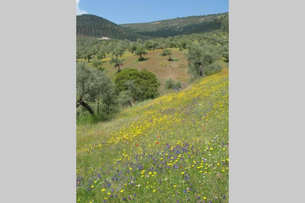 Cortijo "Era Grande 2" Villa Cordoba Dış mekan fotoğraf