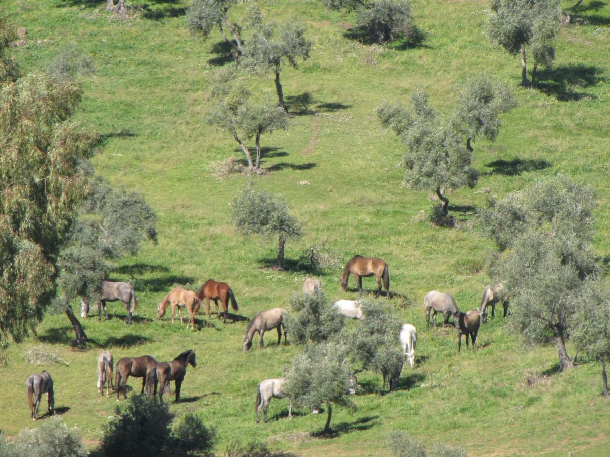 Cortijo "Era Grande 2" Villa Cordoba Dış mekan fotoğraf