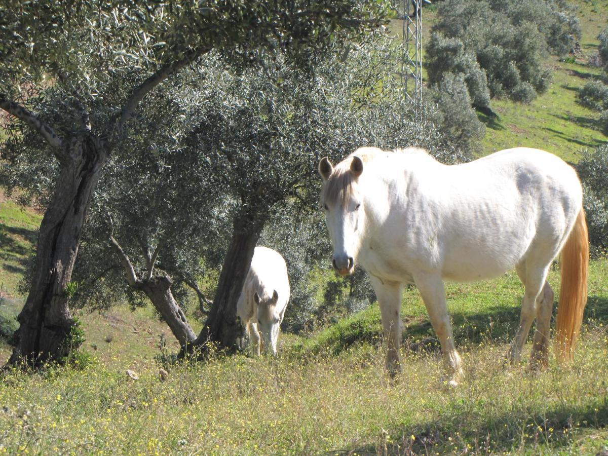 Cortijo "Era Grande 2" Villa Cordoba Dış mekan fotoğraf