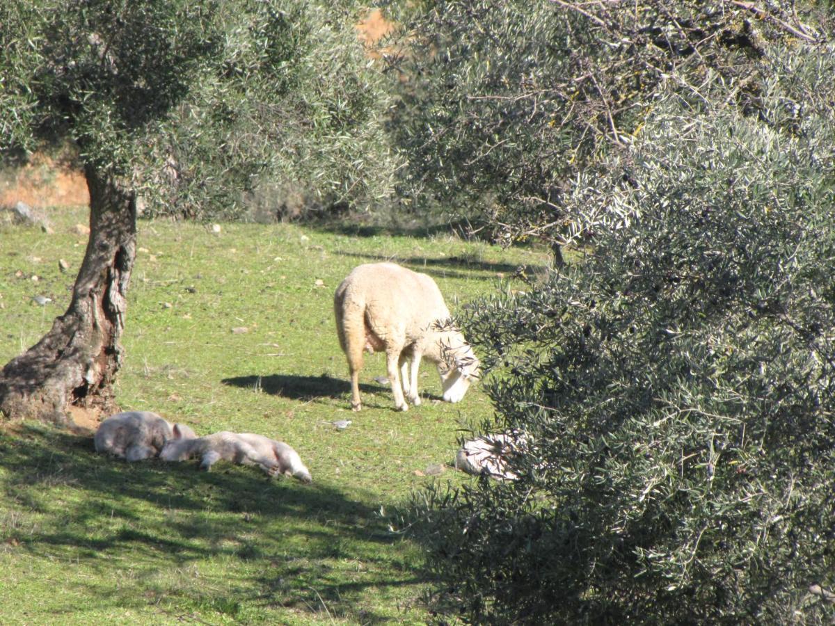 Cortijo "Era Grande 2" Villa Cordoba Dış mekan fotoğraf