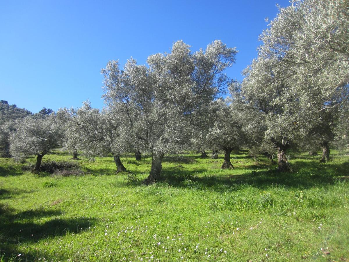 Cortijo "Era Grande 2" Villa Cordoba Dış mekan fotoğraf